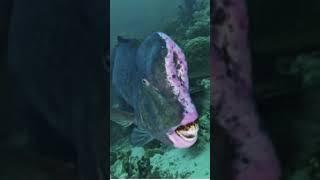 Why humphead parrotfish is so weird [upl. by Rondon230]