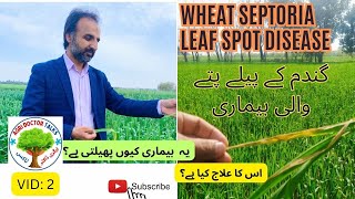 Wheat Leaf Disease Septoria II Wheat II Wheat disease II Review Research [upl. by Benildis]