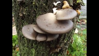 Grey Oyster Mushroom Pleurotus ostreatus Identification [upl. by Waers148]