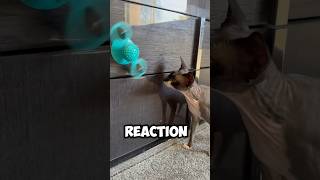 Hairless Cat’s Reaction to a Giant Fidget Spinner cat sphynx funnycats [upl. by Etnovahs]