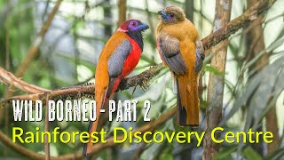 Wild Borneo  Rainforest Discovery Centre RDC  Birds and Wildlife of Sepilok  Malaysia 2024 [upl. by Onitsoga572]