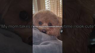 Watch My Mom Capture Every Adorable Moment Of Me dogs shorts [upl. by Eydnarb]