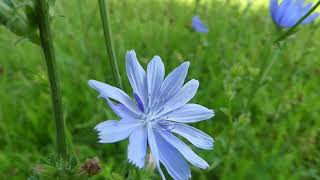 How to Identify Chicory [upl. by Tomkiel]