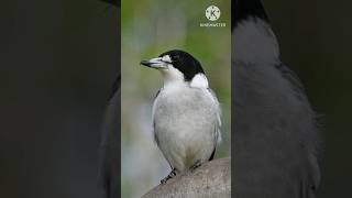 Aquatic🔥 birdshortfactvideoviral😱😱 [upl. by Kcirded]