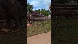 Sri Lanka Dalada Maligawa🐘subscribeelephantsrilankatravellankadaladamaligawatravelsl [upl. by Arutek]