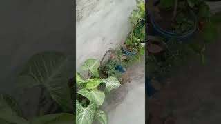 Growing plants looking like soo beautiful nature plants growingplants flowers shortsfeed viral [upl. by Roinuj]