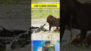 Head to Head Lion vs Crocodile  Crocodile fighting Lion [upl. by Richmound]