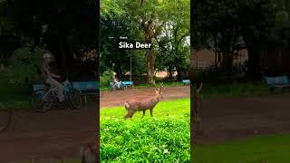 Meet the Sika Deer of Cat Tien A Gentle Giant 🦌 deer nationalpark wildlifeshorts [upl. by Dragde]