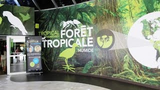 Biodome de Montreal Tropical Rainforest Birds amp Animals  Canada [upl. by Enyr829]