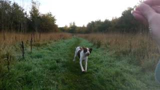 HPR Training Bracco Italiano  recall and sit [upl. by Eener]