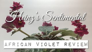 Heinzs Sentimental  African Violet Review [upl. by Fantasia]