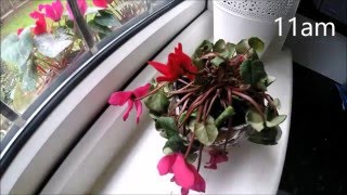 Recovering persian cyclamen timelapse [upl. by Annairt]