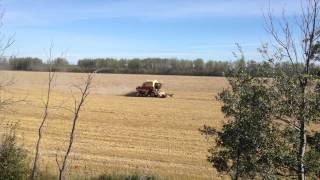 John Deere 9600 and TR 96 Harvesting Barley [upl. by Basir277]