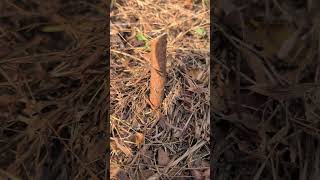 Cut it to the Ground How To Cut Trees and Brush Tip  Life Hacks and Life Tips [upl. by Nilra273]