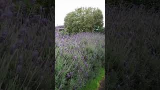 lavender lavandula plants garden flowers nature travel holiday ep5 [upl. by Nevur]