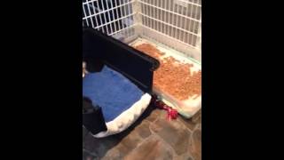 Newborn Puppy Pen Litter Training Part 3 [upl. by Leiram927]