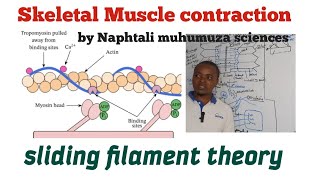 Skeletal Muscle Contraction  Sliding Filament Theory simplified  Excitable tissues [upl. by Dnalro995]