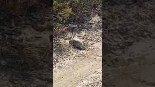 Viendo caminar a la tortuga del desierto de Mapimí Dgo en peligro de extinción Hermoso [upl. by Ecinaj]