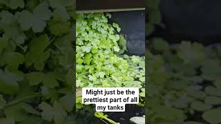 Hydrocotyle tripartita covering the filter outlet hydrocotyle plantedtank aquarium aquascape [upl. by Shull]