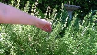 How to harvest oregano [upl. by Mcroberts]