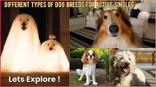 Different Types of Dog Breeds for Active Singles  V201  Dogs  Dog  Cute Dog  Canine  Puppy [upl. by Studdard]