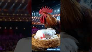 Giant chickens lay eggs on AGT stage talent funny [upl. by Oijimer]