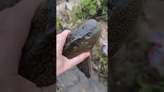 Handcatching a Pterygoplichthys sailfin catfish with no tail [upl. by Barstow349]