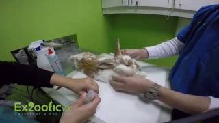 Vgel supraglottic en conejo Exzooticvet 2016 [upl. by Weston]