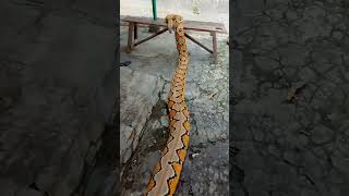 World lengthiest pythonindonesia reticulatedpython pythonsnake snake [upl. by Sup]