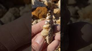 Gastropod Fossil found in North Texas [upl. by Nitza85]