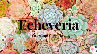 Echeveria Grow and Care Tips [upl. by Cherye191]