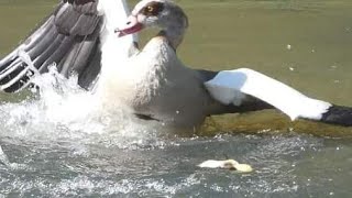 Nilgans tötet viele Stockenten küken Friedrich Ebertpark  Ludwigshafen am Rhein [upl. by Nicolas]