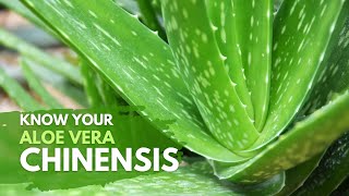 Things You Need To Know About Aloe vera Chinensis [upl. by Lamaj]