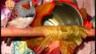 Zebra Finch Sounds [upl. by Idnat62]