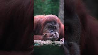 Bornean orangutan 🦧🦧 orangutan wildlife [upl. by Charity]