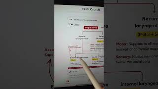 Vagus nerve neuroanatomy neetpg inicet [upl. by Hayyifas]