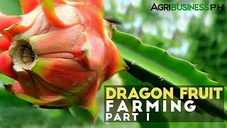 Dragon Fruit  Tropical Fruit Growers of South Florida [upl. by Papke]