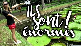 Les nénuphars géants du jardin Pamplemousse ◦ VLOG À MAURICE 13 [upl. by Ettevroc]