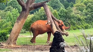 The North Carolina ZOO at Asheboro  Africa Exhibit  August the 11th 2024 [upl. by Latrice320]