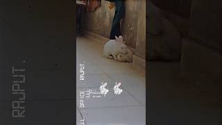 Rabbits breeding time 🐰viralvideo rabber rebbit rabbits breeding [upl. by Kirre]