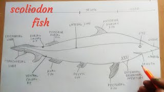 How to draw scoliodon fish [upl. by Tama705]