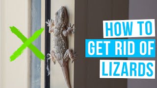 How to GET RID OF LIZARDS at home permanently remedy [upl. by Katzman552]