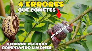 Estos 4 errores cometes al hacer un acodo aereo de limón  Nunca enraízan ni tendrás limones en casa [upl. by Anawahs987]