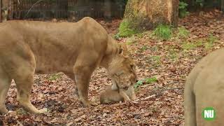 Welpen in Dierenpark Amersfoort [upl. by Cowie]