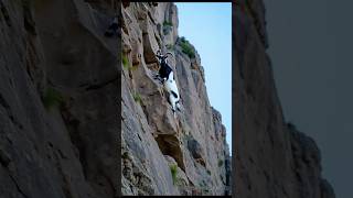 Find salt on rocks shortvideo goat mountains animals love [upl. by Tteve]