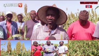 Mbour  Les agriculteurs de Pointe Sarene réclament la rétrocession de leurs 325 hectares de terres [upl. by Ulu]