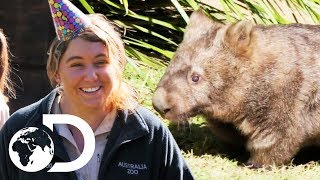 Celebrating Minibus The Wombats 23rd Birthday  Crikey Its The Irwins [upl. by Oinotna]