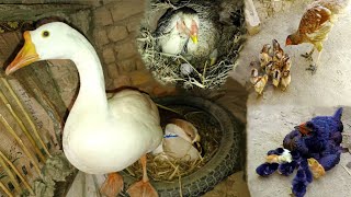 Partridge ko azad kerna ka program  agar hamara tetar bread nahen kerta toofinally dove lay eggs [upl. by Neelhtac129]