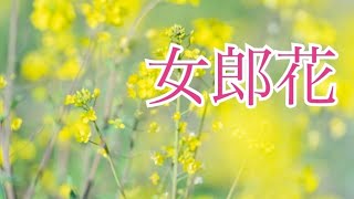 【女郎花】（おみなえし）cover✾rumi オリジナル歌手 岡 千秋さん [upl. by Yart]