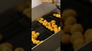 Storing potatoes to packaging [upl. by Rennold705]